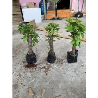 Cây giống hoa giấy thái cánh kép