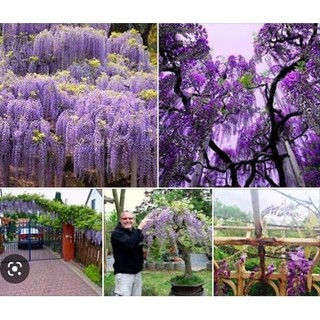 Hoa tử đằng thân gỗ cao 70-100cm