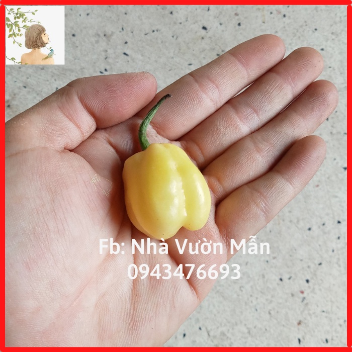 3 Hạt Ớt 7 Pot White