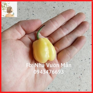 3 hạt ớt 7 pot white