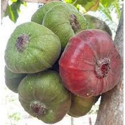 Giống Vả Mật lá to, quả mật ngọt