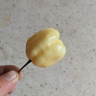 3 Hạt Ớt 7 Pot White