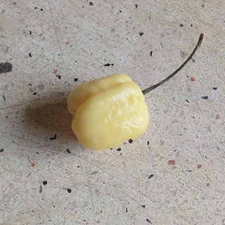 3 Hạt Ớt 7 Pot White