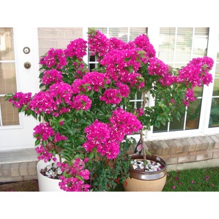 Cây giống hoa giấy trùm cánh kép