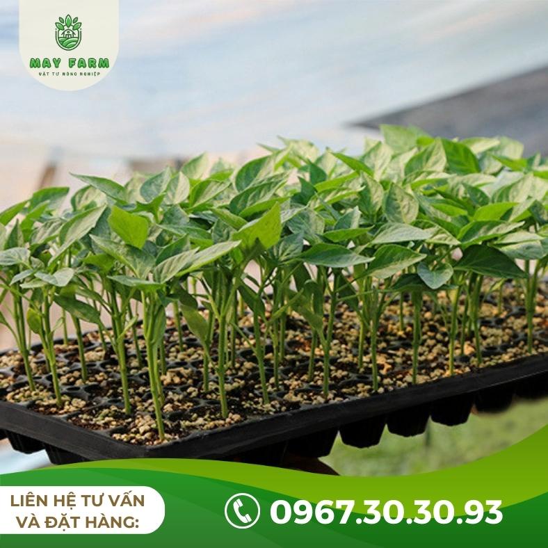 Khay ươm hạt giống, Khay ươm cây giống MAY FARM  - Mua SLL giá tốt