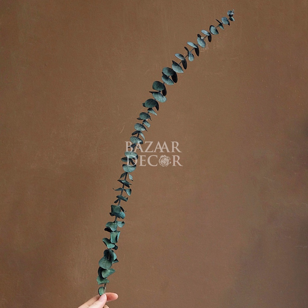 Cành lá khuynh diệp sấy khô loại dài nguyên cành 60cm | Hoa khô Eucalyptus | 1 cành