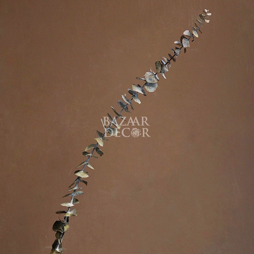 Cành lá khuynh diệp sấy khô loại dài nguyên cành 60cm | Hoa khô Eucalyptus | 1 cành