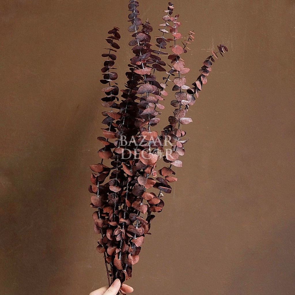 Cành lá khuynh diệp sấy khô loại dài nguyên cành 60cm | Hoa khô Eucalyptus | 1 cành