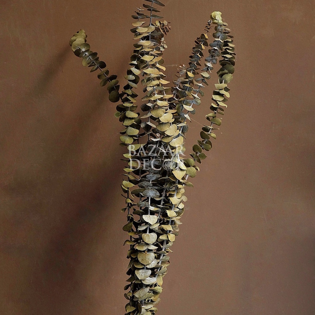 Cành lá khuynh diệp sấy khô loại dài nguyên cành 60cm | Hoa khô Eucalyptus | 1 cành