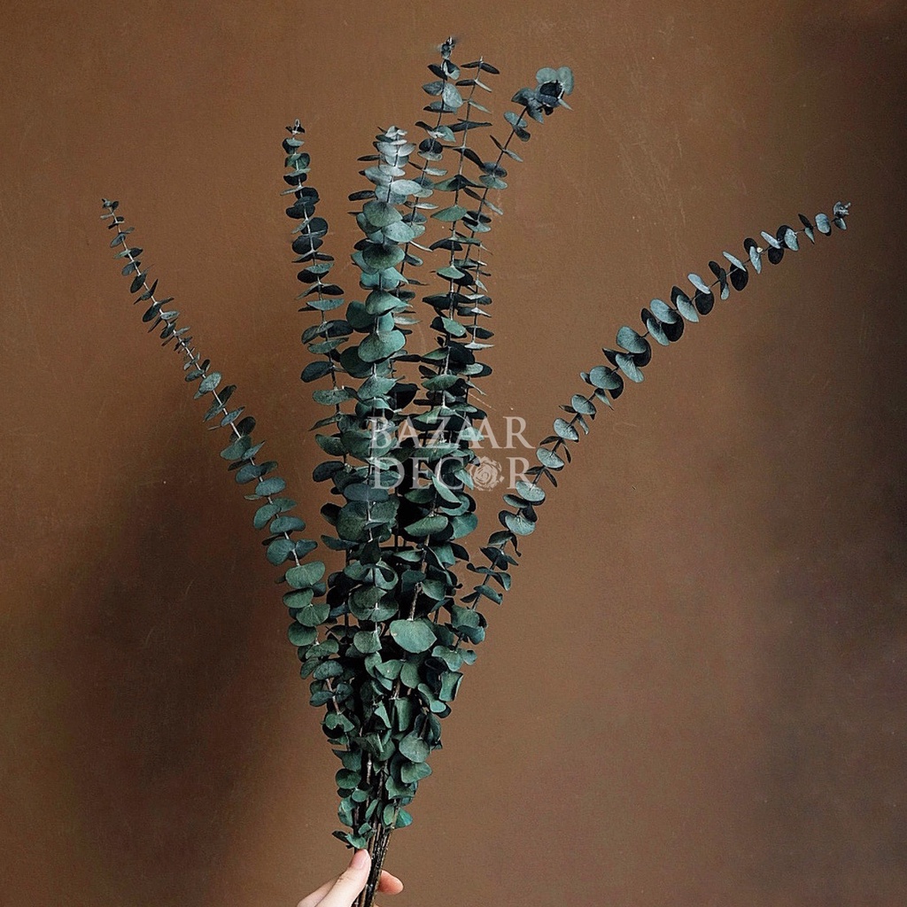 Cành lá khuynh diệp sấy khô loại dài nguyên cành 60cm | Hoa khô Eucalyptus | 1 cành