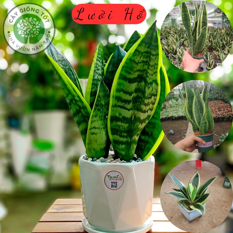 Cây Lưỡi hổ, trang trí để bàn - văn phòng - ban công - phong thủy - cao 20-40cm ( ccv )