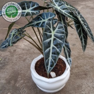 Cây giống Môn Quan Âm Cây cảnh văn phòng, cây phong thủy Cao 20-30cm