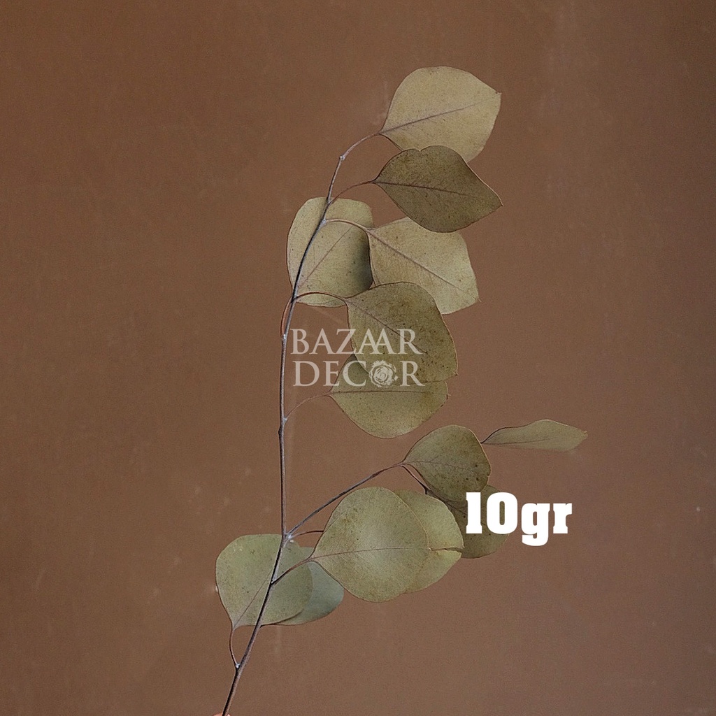 Lá táo tròn sấy khô loại đẹp nguyên cành không vụn | Hoa lá khô Eucalyptus | Xanh