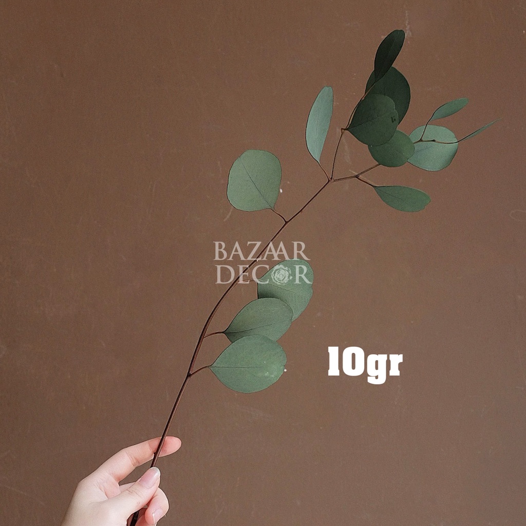 Lá táo tròn sấy khô loại đẹp nguyên cành không vụn | Hoa lá khô Eucalyptus | Xanh