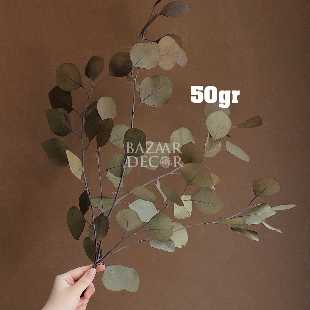 Lá táo tròn sấy khô loại đẹp nguyên cành không vụn | Hoa lá khô Eucalyptus | Xanh