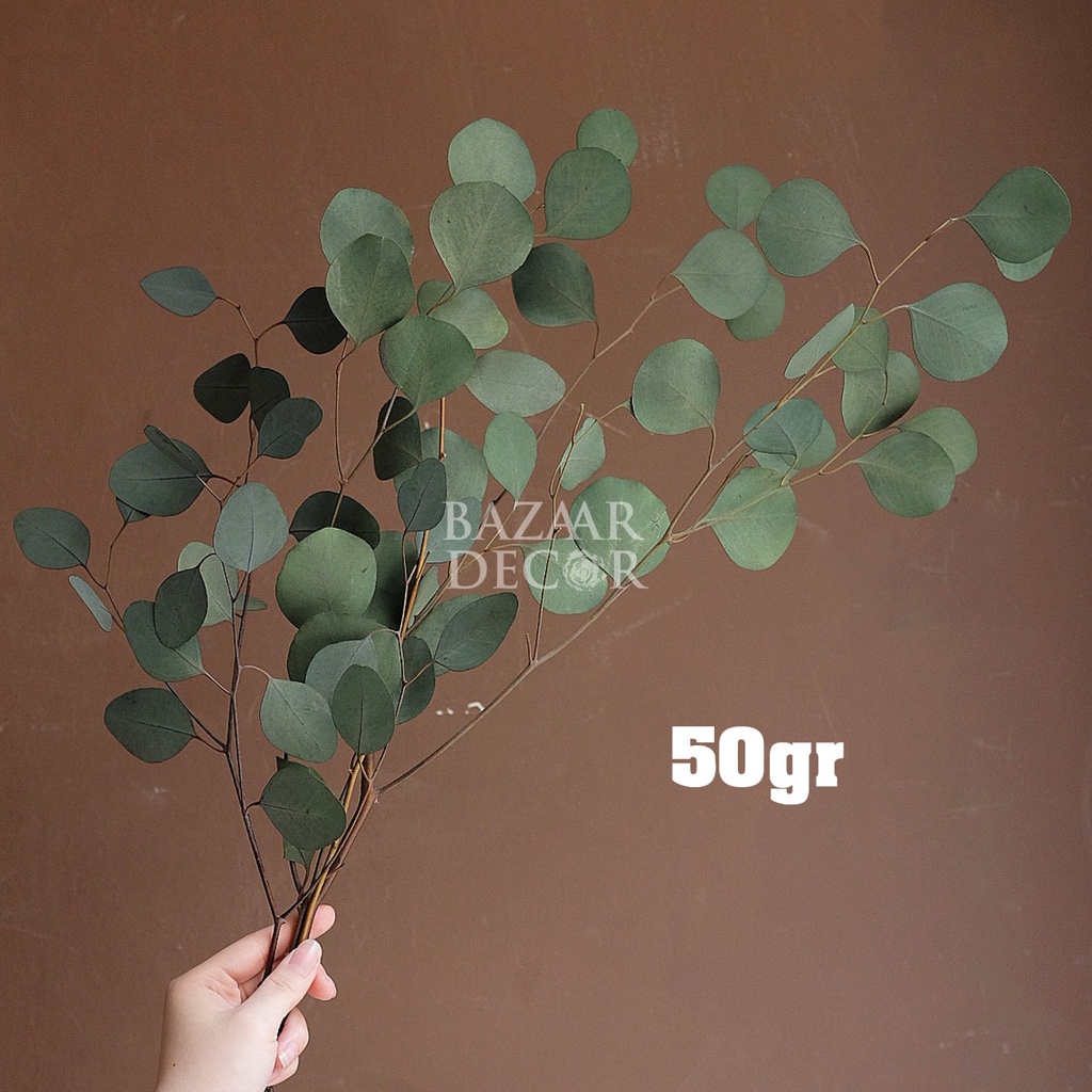 Lá táo tròn sấy khô loại đẹp nguyên cành không vụn | Hoa lá khô Eucalyptus | Xanh