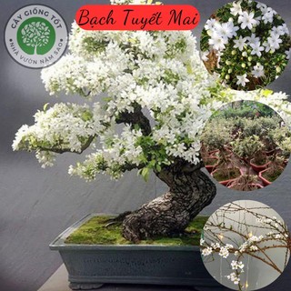 Cây Tuyết mai bonsai, , tên gọi khác cây bạch cầu, cây mã thiên hương 20-30cm