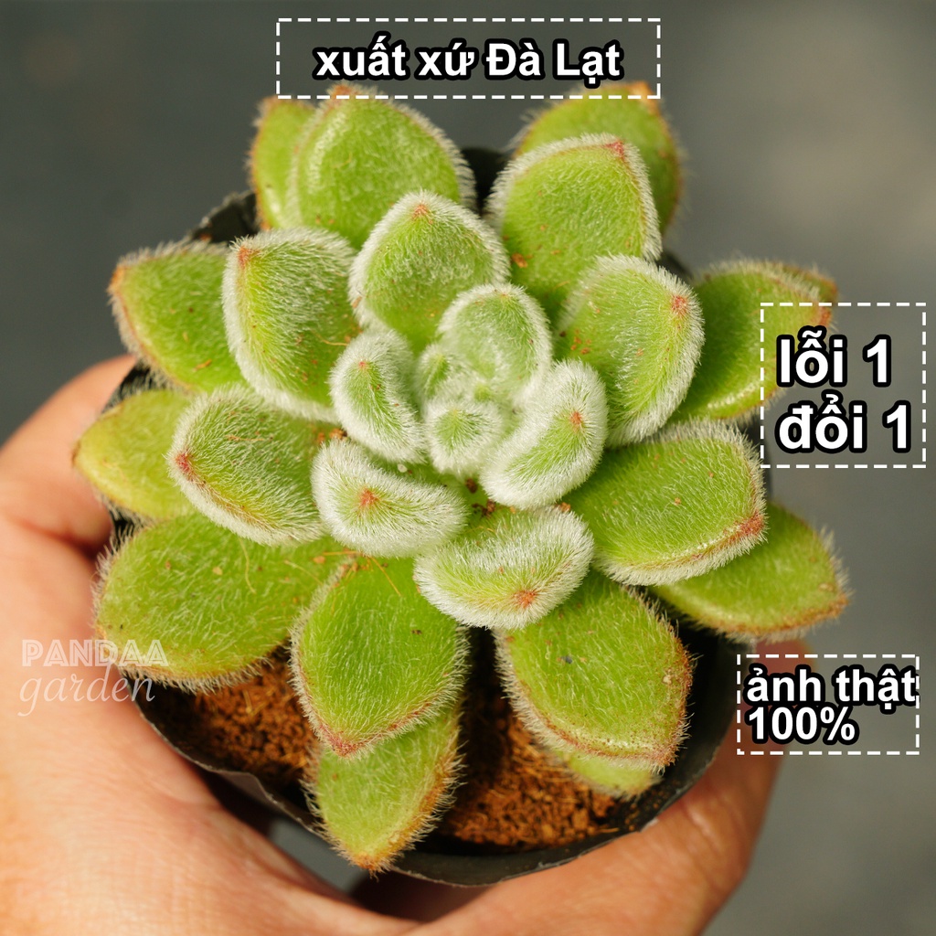 Sen Đá Nhung Lông Xanh Giống Mới Size 5 - 8cm Siêu Lung Linh, Sen Đá Vườn PANDAA GARDEN Lỗi 1 Đổi 1, Xuất Xứ Đà Lạt