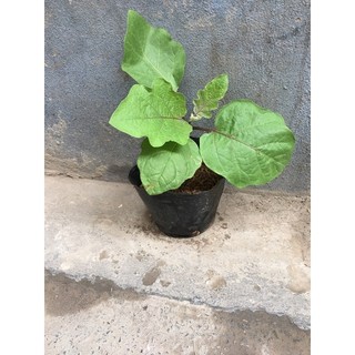Cây giống cà tím