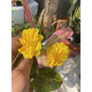 Mai cúc thọ hương lá cẩm thạch ghép giống mai vàng quấn rễ đẹp