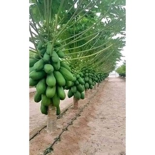 HẠT GIỐNG ĐU ĐỦ DÀI SIÊU QUẢ (GÓI 30 HẠT)