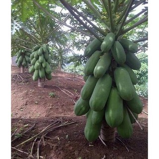 Hạt giống đu đủ dài siêu quả