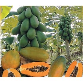 HẠT GIỐNG ĐU ĐỦ DÀI SIÊU QUẢ (GÓI 30 HẠT)
