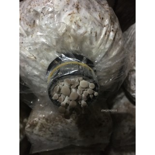 Bịch phôi nấm sò xám ( 3 bịch phôi nấm)