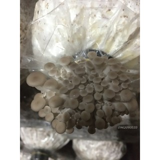 Combo 5 phôi nấm sò xám ( bào ngư xám )  trồng tại nhà