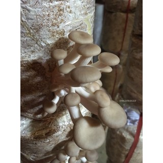Bịch phôi nấm bào ngư xám