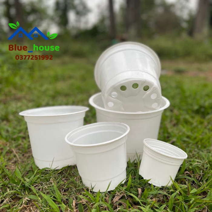 1 Chậu Nhựa Trồng Sen Đá, Dâu Tay