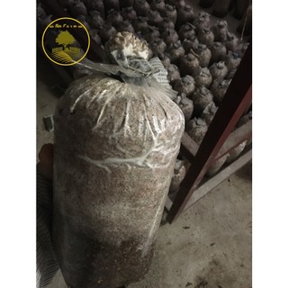 Bịch phôi nấm bào ngư xám ( kiện 10 bịch phôi)