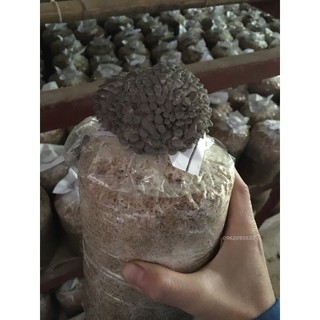 Bịch phôi nấm bào ngư xám ( kiện 10 bịch phôi)
