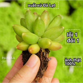 Sen đá kim cương xanh 2 - 4cm siêu đẹp dễ chăm trồng, sen đá vườn pandaa garden đà lạt đã thuần khí hậu, lỗi 1 đổi 1