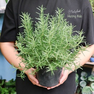 Cây hương thảo - Rosemary Đà Lạt thân gỗ