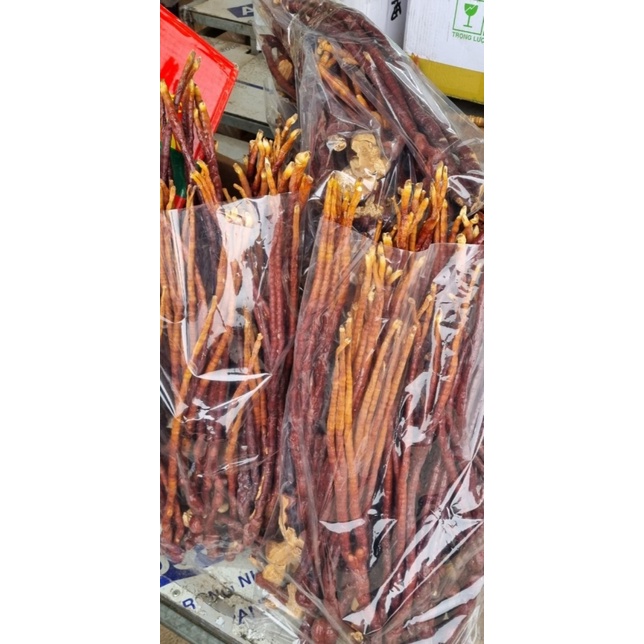 Nấm linh chi sừng hươu - rừng Tây Bắc