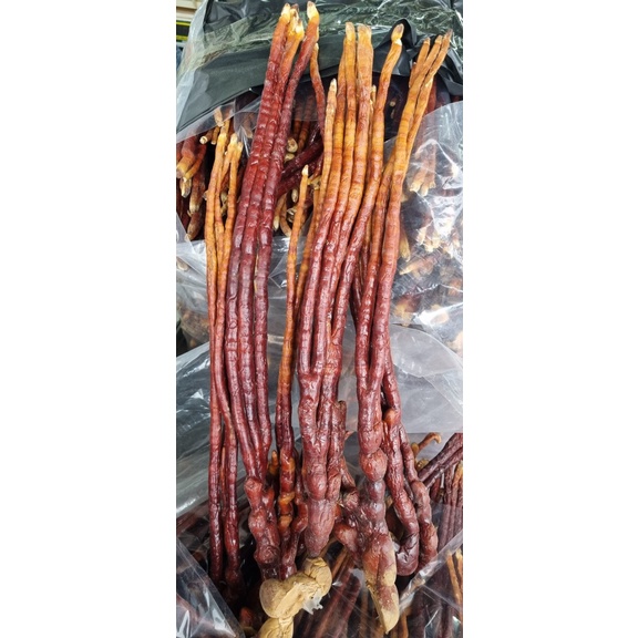 Nấm linh chi sừng hươu - rừng Tây Bắc