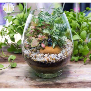 Sỏi Biển . Sỏi rải chậu trồng cây, trải nền bể cá, trang trí sân vườn