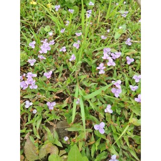 20 dây rau trai cảnh/rau ngo/thài lài cỏ