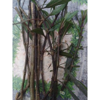 10 hom giống cây chiều tím
