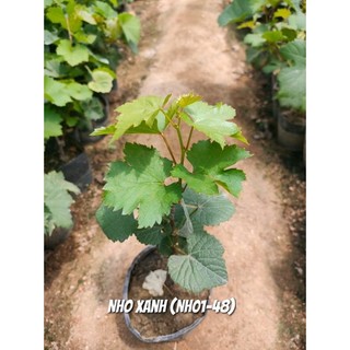 Cây nho xanh trái dài Ninh Thuận siêu trái