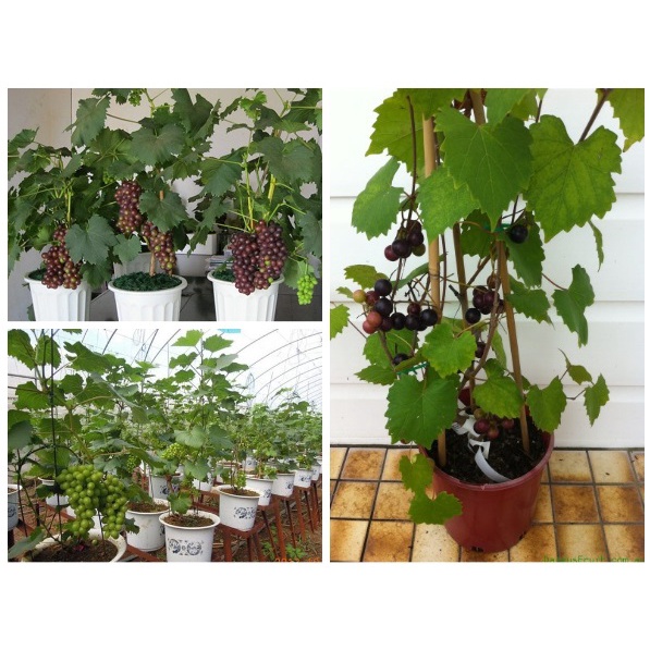 Cây nho lùn Pháp nhanh cho quả nhất