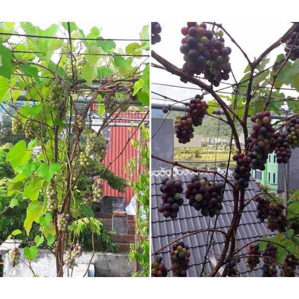 Cây nho lùn Pháp nhanh cho quả nhất