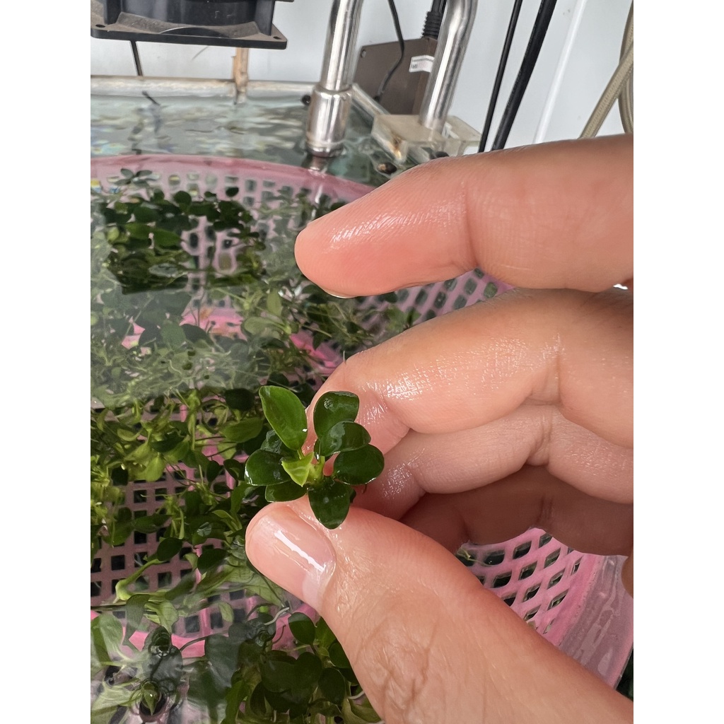 RÁY NANA PETITE  LÁ NƯỚC 100% - GIÁ BÁN 1 NGỌN