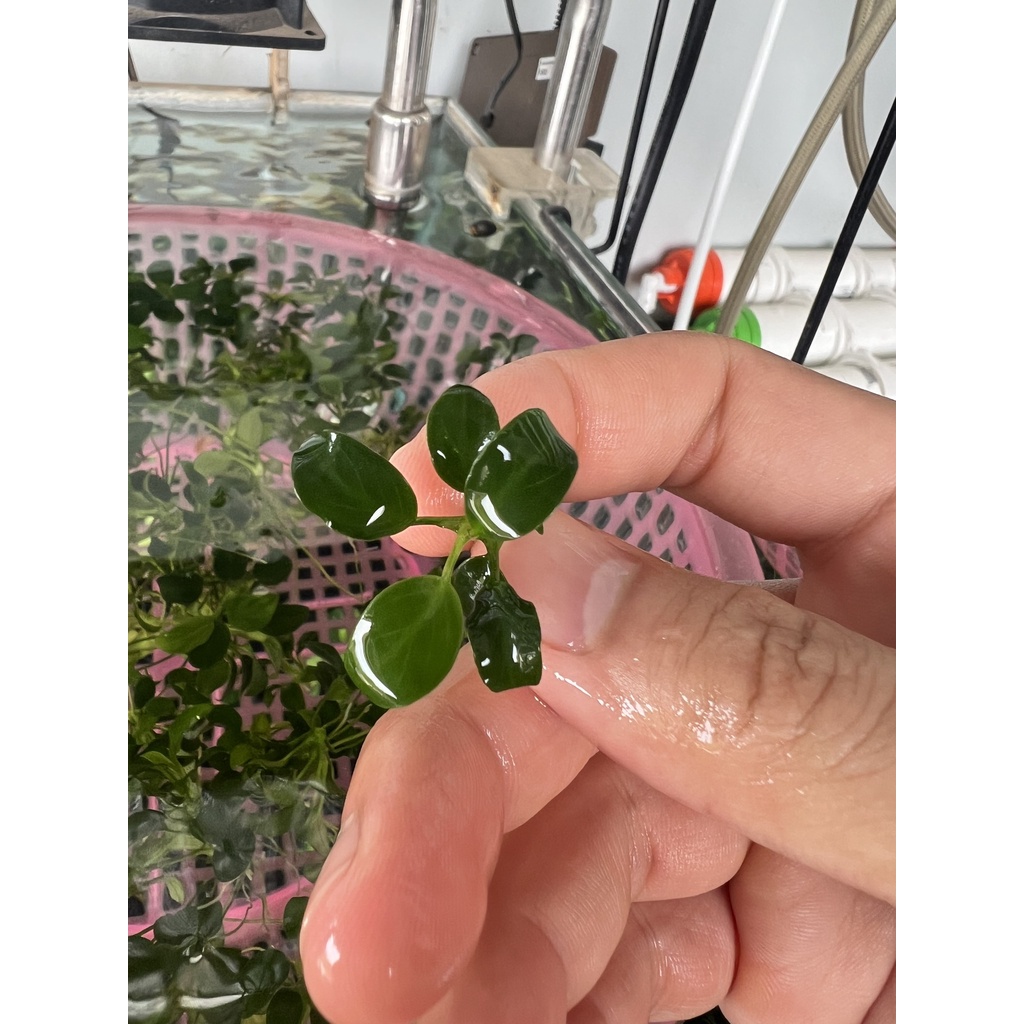 RÁY NANA PETITE  LÁ NƯỚC 100% - GIÁ BÁN 1 NGỌN