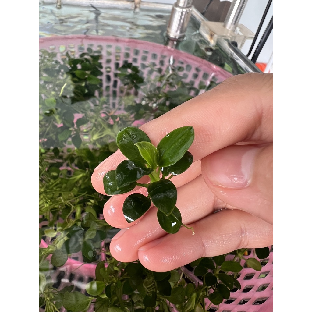 RÁY NANA PETITE  LÁ NƯỚC 100% - GIÁ BÁN 1 NGỌN