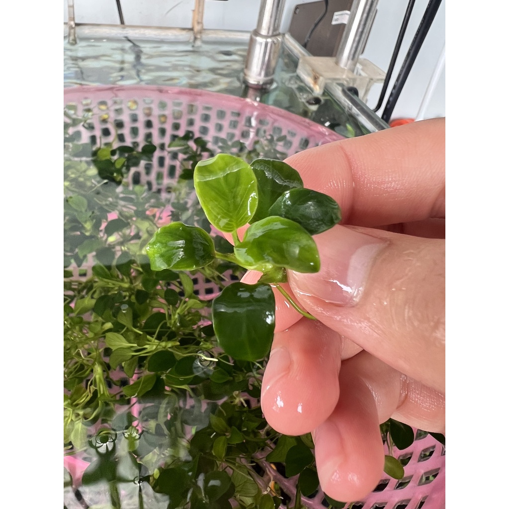 RÁY NANA PETITE  LÁ NƯỚC 100% - GIÁ BÁN 1 NGỌN