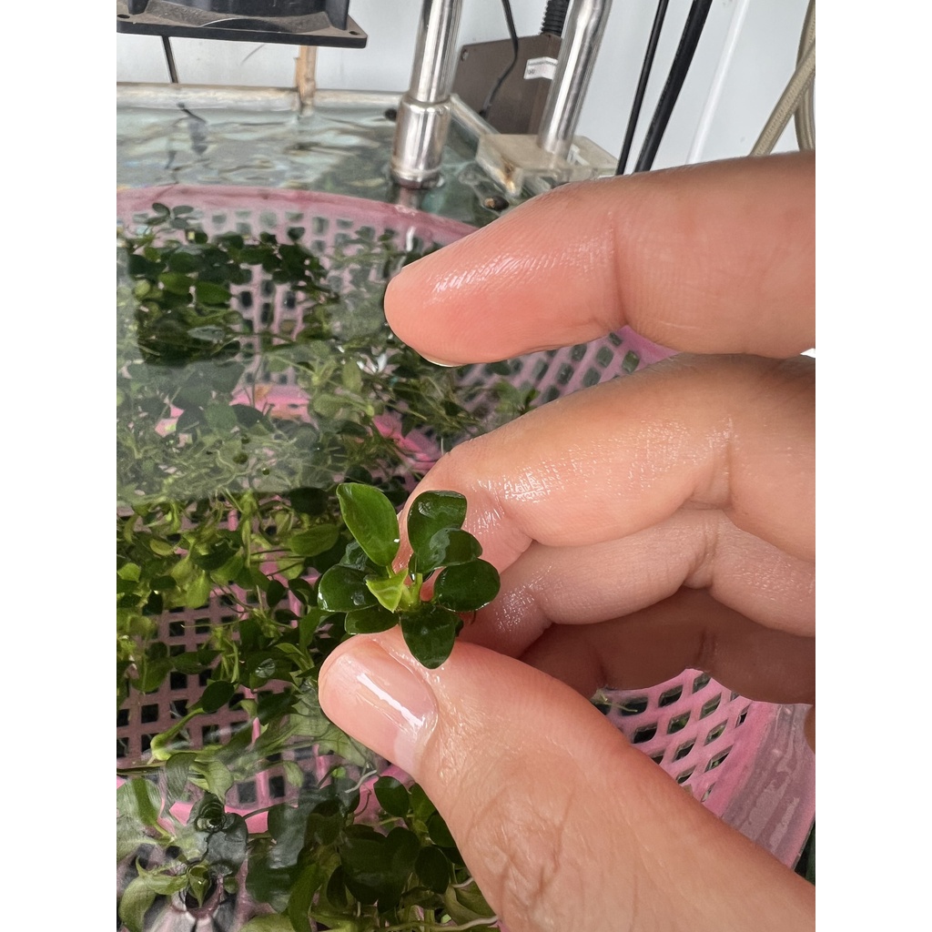 RÁY NANA PETITE  LÁ NƯỚC 100% - GIÁ BÁN 1 NGỌN