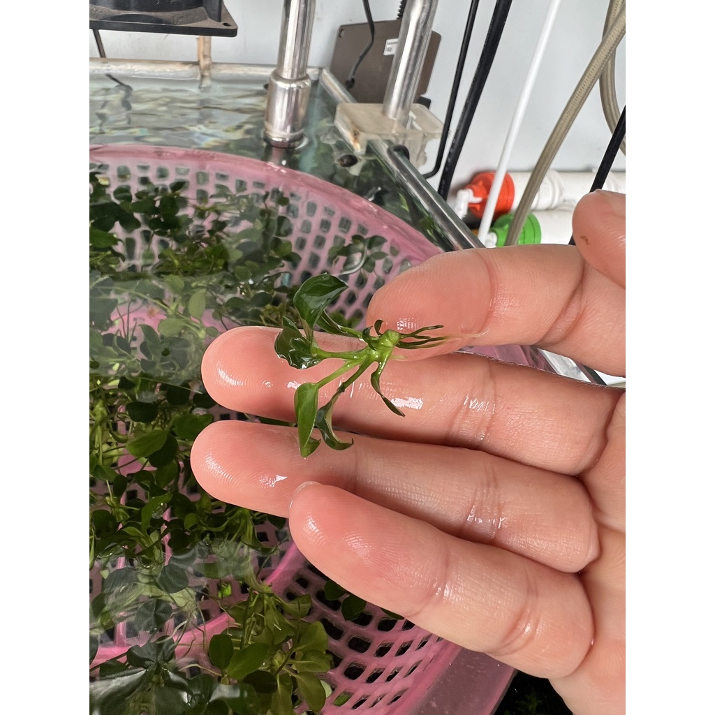 RÁY NANA PETITE  LÁ NƯỚC 100% - GIÁ BÁN 1 NGỌN