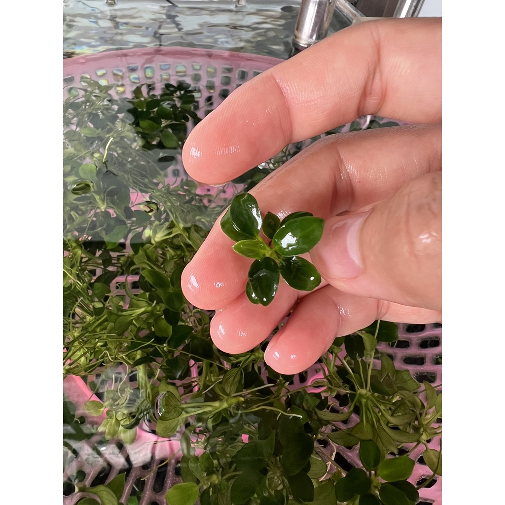 RÁY NANA PETITE  LÁ NƯỚC 100% - GIÁ BÁN 1 NGỌN